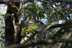 Pseudalethe fuelleborni