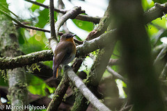 Cossyphicula roberti