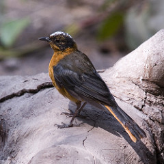 Cossypha niveicapilla