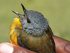 Swynnertonia swynnertoni