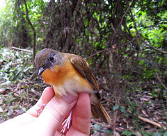 Sheppardia cyornithopsis