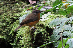 Sheppardia aequatorialis