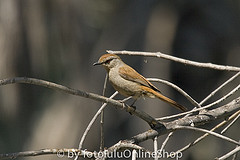 Cichladusa ruficauda