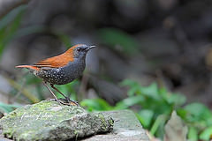 Heteroxenicus stellatus