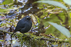 Brachypteryx montana