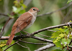 Luscinia megarhynchos