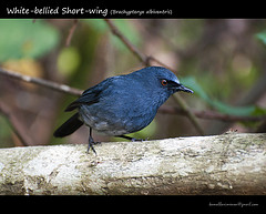 Myiomela albiventris