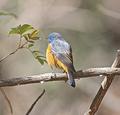 Tarsiger hyperythrus