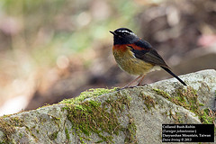 Tarsiger johnstoniae