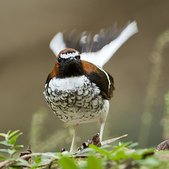 Enicurus ruficapillus