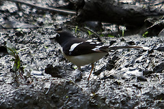 Enicurus immaculatus