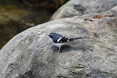 Enicurus schistaceus