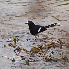 Enicurus leschenaulti