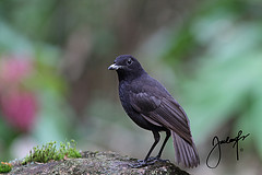 Myophonus borneensis