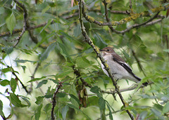 Ficedula hypoleuca
