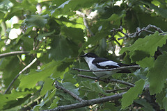 Ficedula speculigera