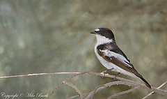 Ficedula semitorquata