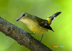 Ficedula zanthopygia