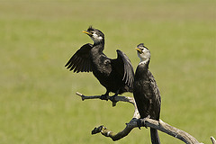 Microcarbo melanoleucos