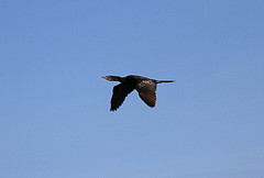 Microcarbo africanus