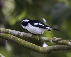 Ficedula westermanni