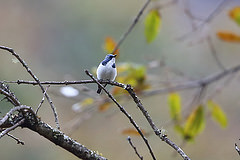 Ficedula superciliaris