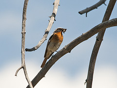 Phoenicurus erythronotus