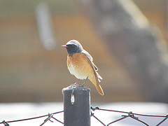 Phoenicurus phoenicurus