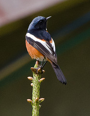 Phoenicurus schisticeps