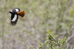 Phoenicurus erythrogastrus