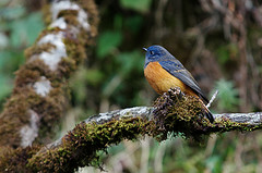 Phoenicurus frontalis