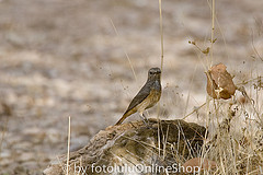 Monticola angolensis