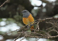 Monticola rufocinereus