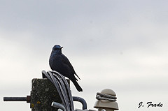 Monticola solitarius