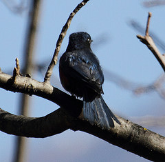 Monticola rufiventris