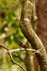 Monticola cinclorhynchus