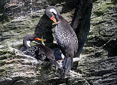 Phalacrocorax gaimardi