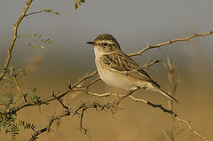 Saxicola macrorhynchus