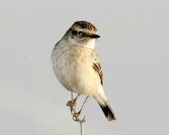 Saxicola maurus
