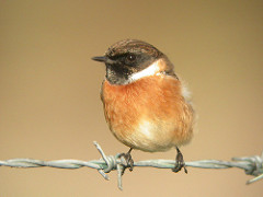 Saxicola torquatus