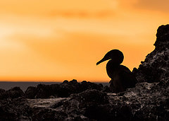 Phalacrocorax harrisi