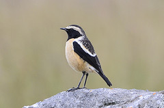 Campicoloides bifasciatus