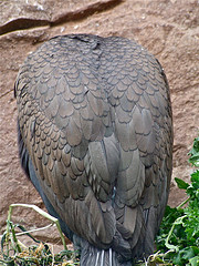 Phalacrocorax neglectus