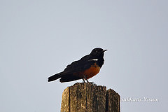 Thamnolaea cinnamomeiventris