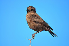 Myrmecocichla formicivora