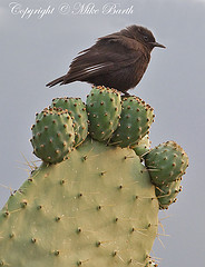 Myrmecocichla melaena