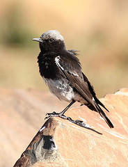 Myrmecocichla monticola