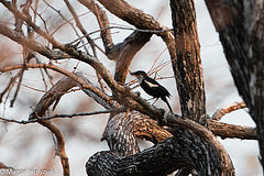 Myrmecocichla arnotti