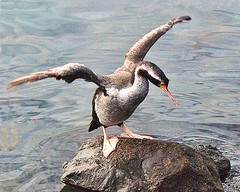 Phalacrocorax punctatus