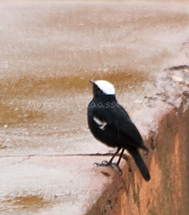 Myrmecocichla collaris